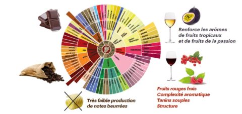 profil des vins